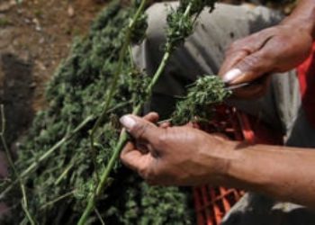 Potent Colombian Pot Could Be Big Earner for FARC
