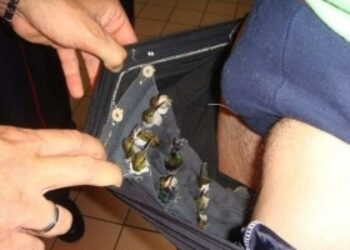 'Ecotrafficker' Caught in French Guiana Airport With Hummingbirds in Pants