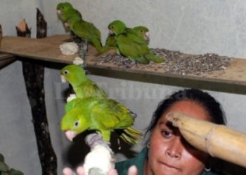 Honduras Seizes Parakeets Smuggled from Nicaragua