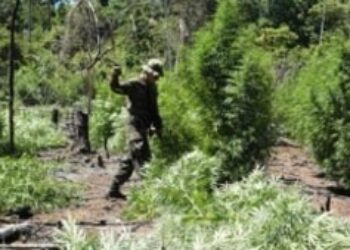 Paraguay Destroys 242 Tons of Marijuana