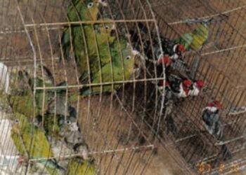Brazil Cracks Down on Animal Trafficking