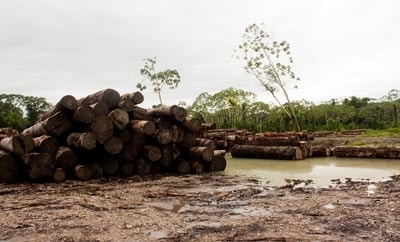 Illegally harvested lumber in Buenaventura, Colombia