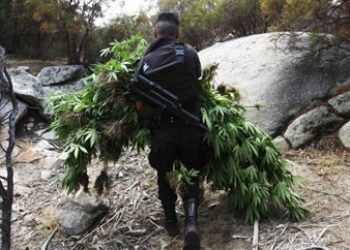 'Marijuana Crops Smaller, Dispersed in Baja California'