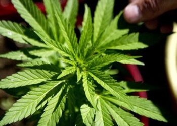 Colombia Adds Voice to Discontent Over US Marijuana Legalization