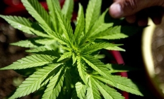 Both Colorado and Washington passed marijuana legalization laws