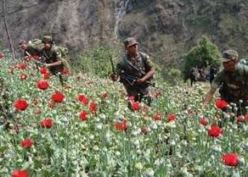 Guatemala Announces Heroin Poppy Crop Substitution Program