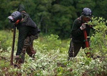 Peru Government Launches Broadside Against Coca Growers