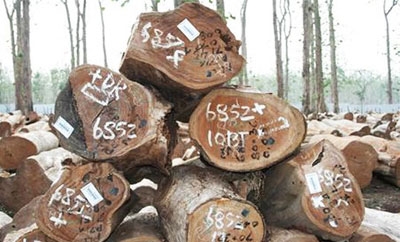 The raid saw some 2,000 truckloads of wood seized
