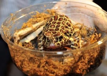 Thousands of Trafficked Frogs, Snakes, Spiders Return to Paraguay