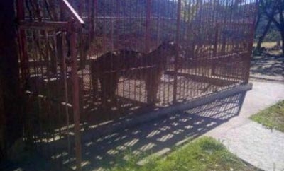Tiger found on ranch in south Mexico