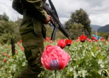 40% More Poppy Grown in Mexico than Marijuana: Govt