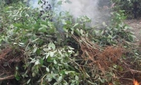 Coca plants incinerated in Esmeraldas, Ecuador