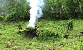 A security official burning marijuana crops in Costa Rica