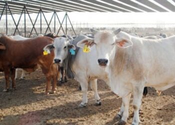 Cattle Rustling Menaces Rural LatAm Communities