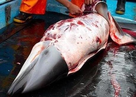 An estimated 18,000 dolphins are killed annually in Peru