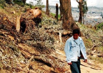 Ecuador Deforestation Spurred by Illegal Logging