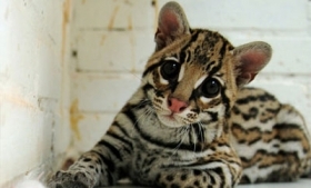 A baby ocelot rescued from traffickers