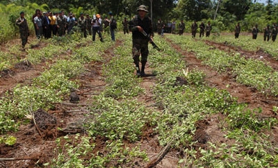 Bolivian forces eradicate coca
