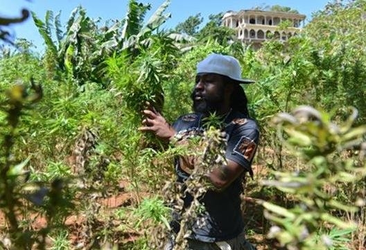 A marijuana farmer in Jamaica