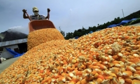 A maize farm in Sinaloa, Mexico
