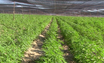 Uruguay will grow marijuana on military land
