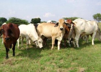 Paraguay Hit by Armed and Organized Mass Cattle Rustling