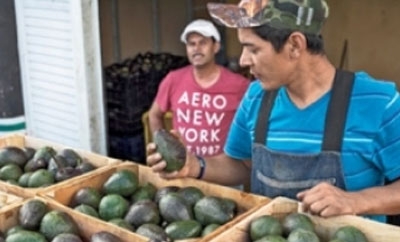 Michoacan is the world's biggest avocado producer