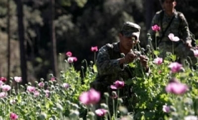 A Mexican soldier in a poppy field