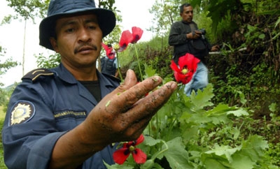 A Guatemala policeman among opium poppies