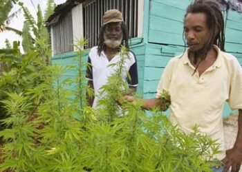 Jamaica to Reform Marijuana Laws in Move Toward Decriminalization