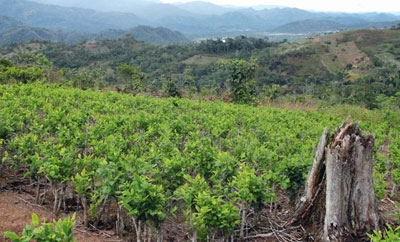Coca crops in Peru's VRAEM region