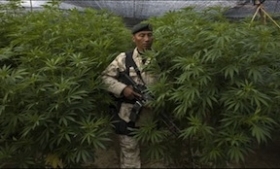 A Mexican soldier in front of a marijuana plantation