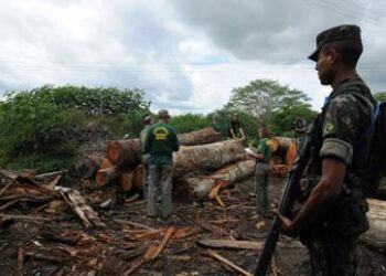 Eco-Trafficking in Latin America: The Workings of a Billion-Dollar Business