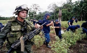 A soldier guards workers eradicating coca plants