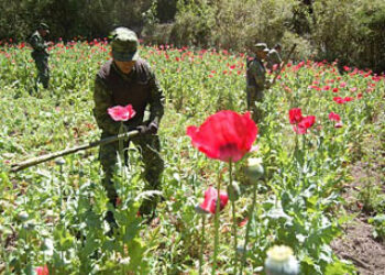 Mexico Needs Updated Poppy Cultivation Data