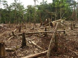 Drones could help prevent rampant deforestation.