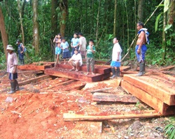 Illegal logging in Peru is facilitated by poor controls