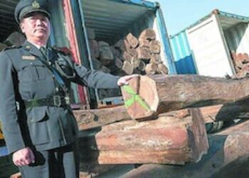 Hong Kong Seizes Record Shipment of Honduran Wood