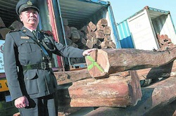 The rosewood seized in Hong Kong