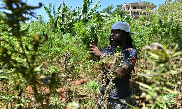 Marijuana use has been decriminalized in Jamaica