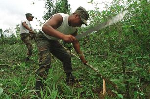 Bolivian soldiers eradicate coca