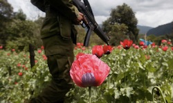 A soldier advances through a poppy field