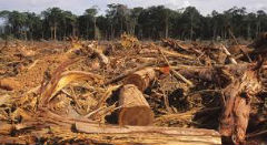 Around 80% of logging in Brazil is illegal
