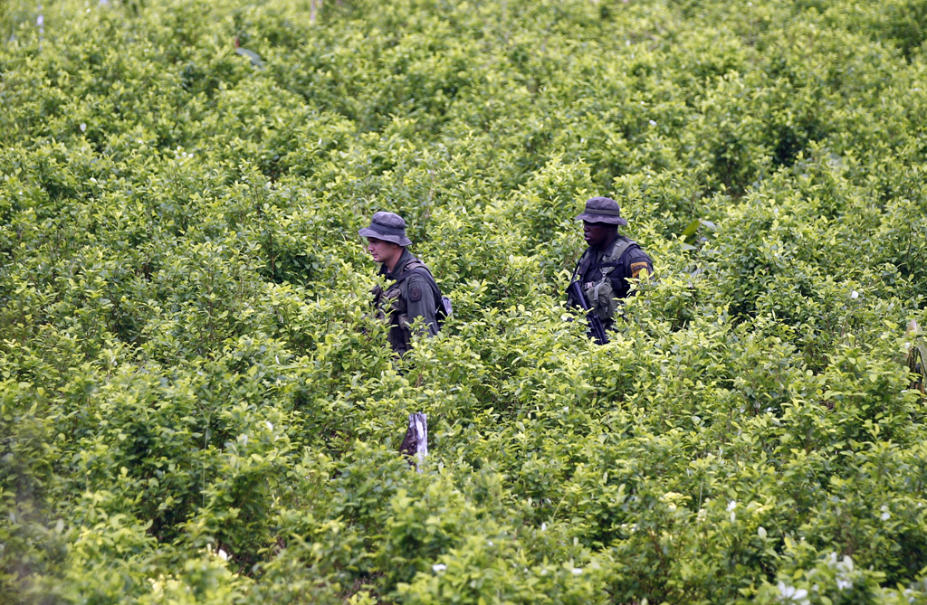 Colombian police walk through a coca field