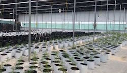 One of the marijuana greenhouse seized
