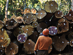 Legally harvested wood in Brazil