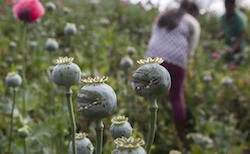 Mexican poppy production up 50% says DEA