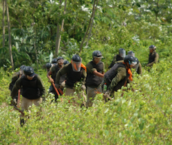 Peruvian authorities carrying out a coca eradication operation