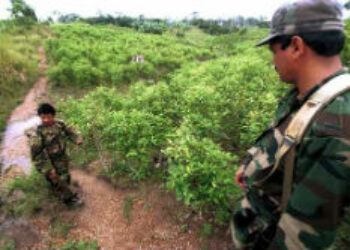 Colombia's Coca Fields Will Fuel Conflict Post Agreement