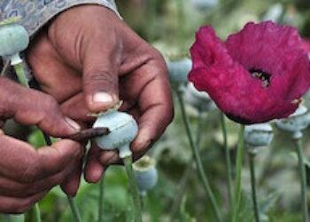 Report Documents Guerrero's Role as Mexico's Poppy Capital